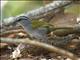 Black-striped Sparrow (Arremonops conirostris)