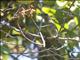 Red-legged Honeycreeper (Cyanerpes cyaneus) - Female