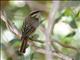 Streaked Flycatcher (Myiodynastes maculatus)