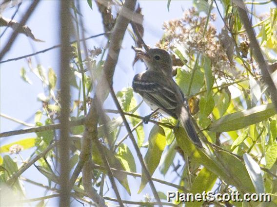 Northern Scrub-Flycatcher (Sublegatus arenarum)