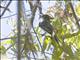 Northern Scrub-Flycatcher (Sublegatus arenarum)