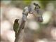 Yellow-faced Grassquit (Tiaris olivacea)