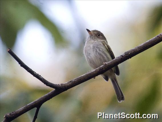 Pale-eyed Pygmy-Tyrant (Atalotriccus pilaris)