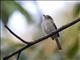 Pale-eyed Pygmy-Tyrant (Atalotriccus pilaris)