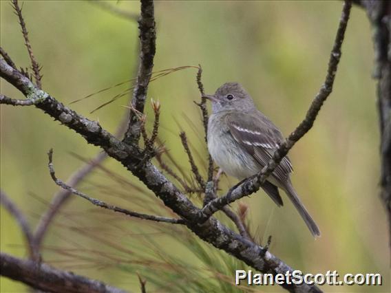 Lesser Elaenia (Elaenia chiriquensis)