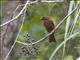 Red-throated Ant-Tanager (Habia fuscicauda) - Male