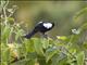 White-shouldered Tanager (Tachyphonus luctuosus)