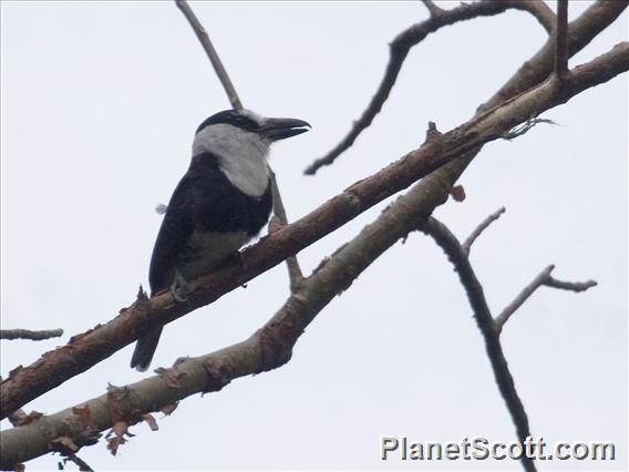 White-necked Puffbird (Notharchus hyperrhynchus)