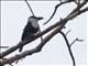 White-necked Puffbird (Notharchus macrorhynchos)