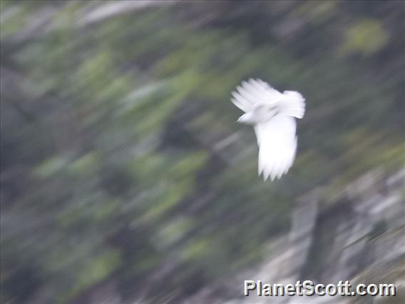 Black-tipped Cotinga (Carpodectes hopkei)