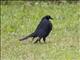 Giant Cowbird (Scaphidura oryzivora)