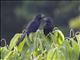 Smooth-billed Ani (Crotophaga ani)