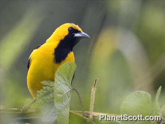 Yellow-tailed Oriole (Icterus mesomelas)