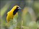 Yellow-tailed Oriole (Icterus mesomelas)