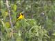 Yellow-tailed Oriole (Icterus mesomelas)