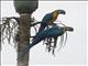 Blue-and-yellow Macaw (Ara ararauna)