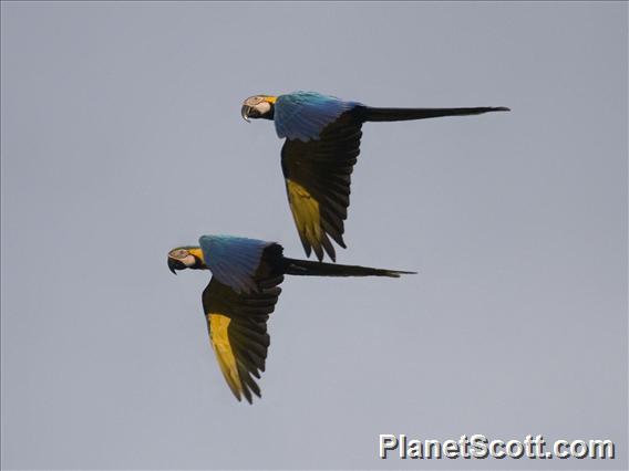 Blue-and-yellow Macaw (Ara ararauna)