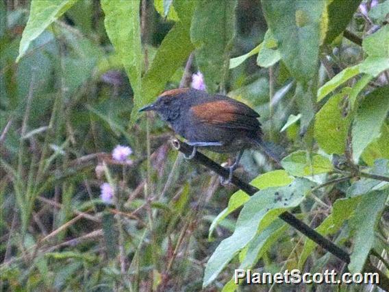 Slaty Spinetail (Synallaxis brachyura)