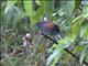 Slaty Spinetail (Synallaxis brachyura)