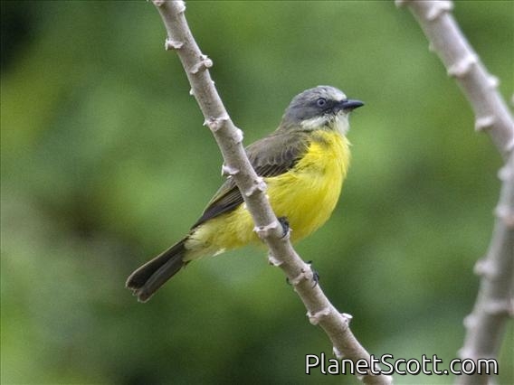 Grey-capped Flycatcher (Myiozetetes granadensis)
