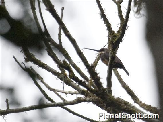 Dusky-backed Jacamar (Brachygalba salmoni)