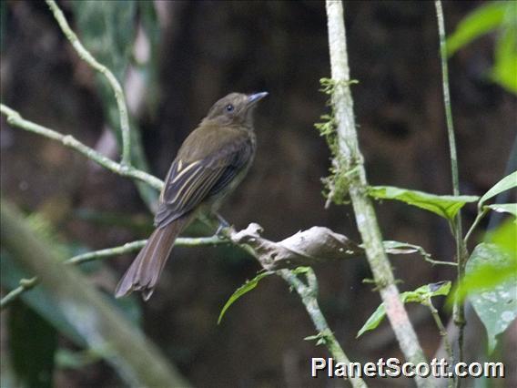 Brownish Twistwing (Cnipodectes subbrunneus)