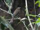 Brownish Flycatcher (Cnipodectes subbrunneus)