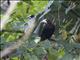 Chestnut-headed Oropendola (Psarocolius wagleri)