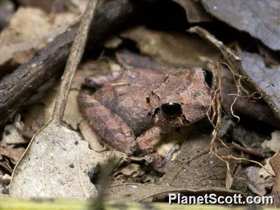 Rainforest Frog (Pristimantis taeniatus)