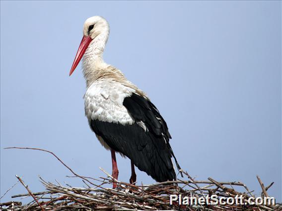 White Stork (Ciconia ciconia)