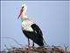 White Stork (Ciconia ciconia)