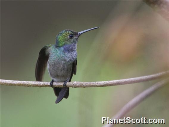 Blue-chested Hummingbird (Polyerata amabilis)