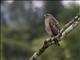 Broad-winged Hawk (Buteo platypterus)