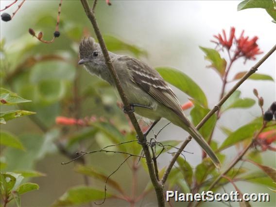 Yellow-bellied Elaenia (Elaenia flavogaster)