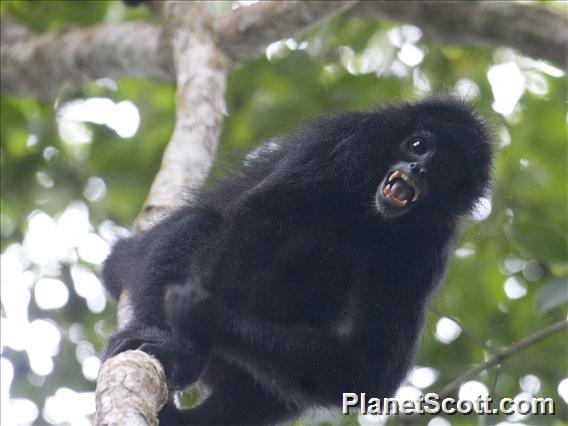 Brown-headed Spider Monkey (Ateles fusciceps)