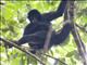 Brown-headed Spider Monkey (Ateles fusciceps)