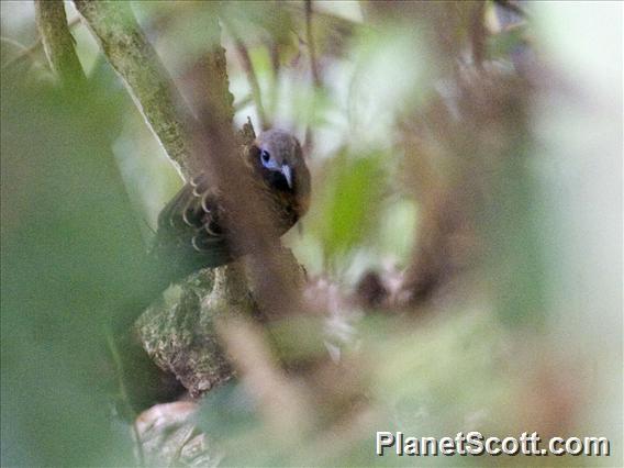 Ocellated Antbird (Phaenostictus mcleannani)