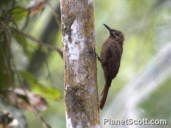 Plain-brown Woodcreeper (Dendrocincla fuliginosa)