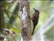 Plain-brown Woodcreeper (Dendrocincla fuliginosa)