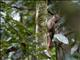 Northern Barred Woodcreeper (Dendrocolaptes sanctithomae)