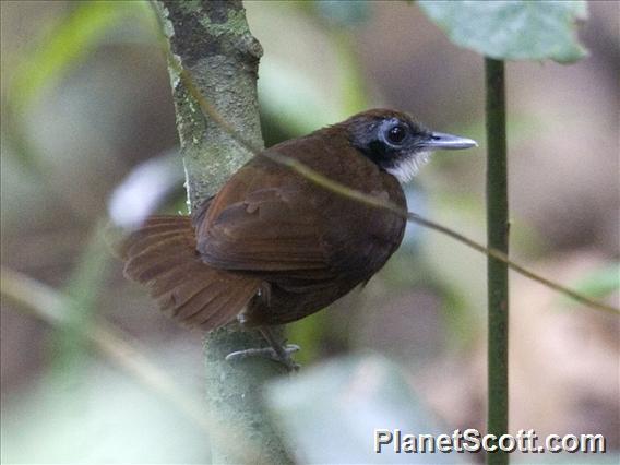 Bicolored Antbird (Gymnopithys bicolor)