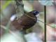 Bicolored Antbird (Gymnopithys bicolor)