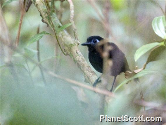 Zeledon's Antbird (Hafferia zeledoni)