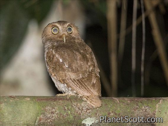 Choco Screech-Owl (Megascops centralis)