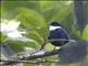 White-ruffed Manakin (Corapipo altera) - Male