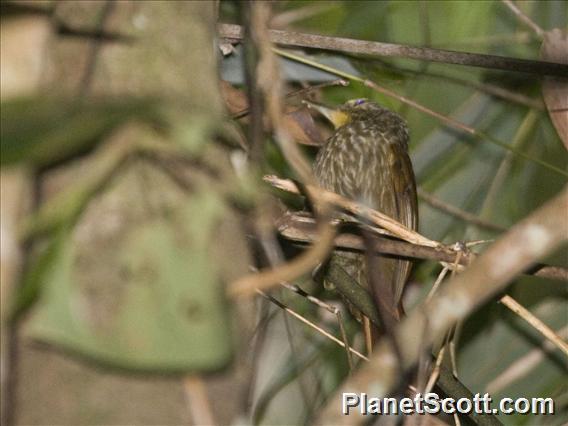 Lineated Foliage-gleaner (Syndactyla subalaris)