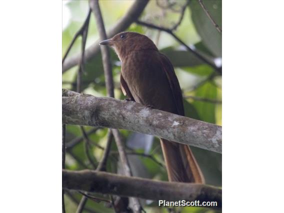 Rufous Piha (Lipaugus unirufus)