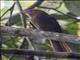 Rufous Piha (Lipaugus unirufus)