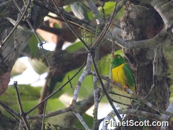 Yellow-collared Chlorophonia (Chlorophonia flavirostris)