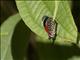 Widespread Eighty-eight Butterfly (Diathria clymena)